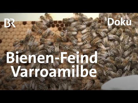 Starke Bienen gesucht: Kampf gegen die Varroamilbe | Zwischen Spessart und Karwendel | Doku | BR