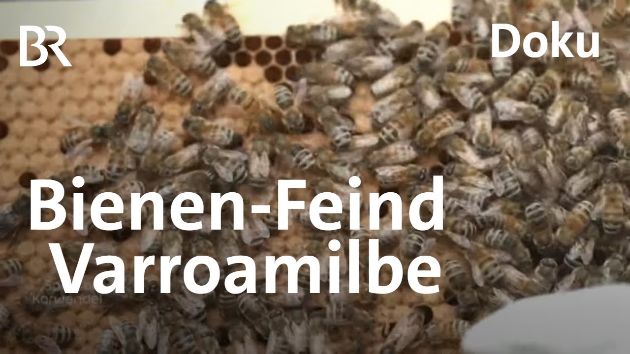 Starke Bienen gesucht: Kampf gegen die Varroamilbe | Zwischen Spessart und Karwendel | Doku | BR