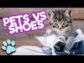 Pets VS Shoes | Funny Pet Compilation | #thatpetlife