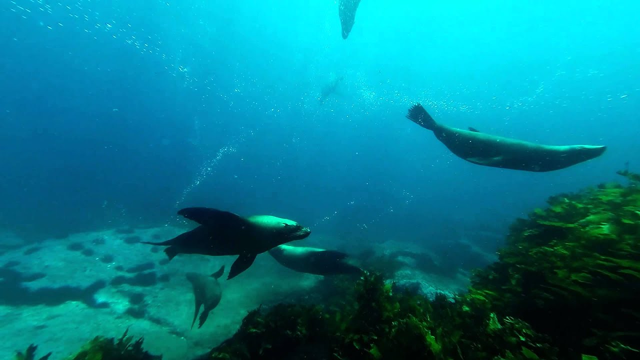 Diving Montague Island with the puppy dogs of the sea