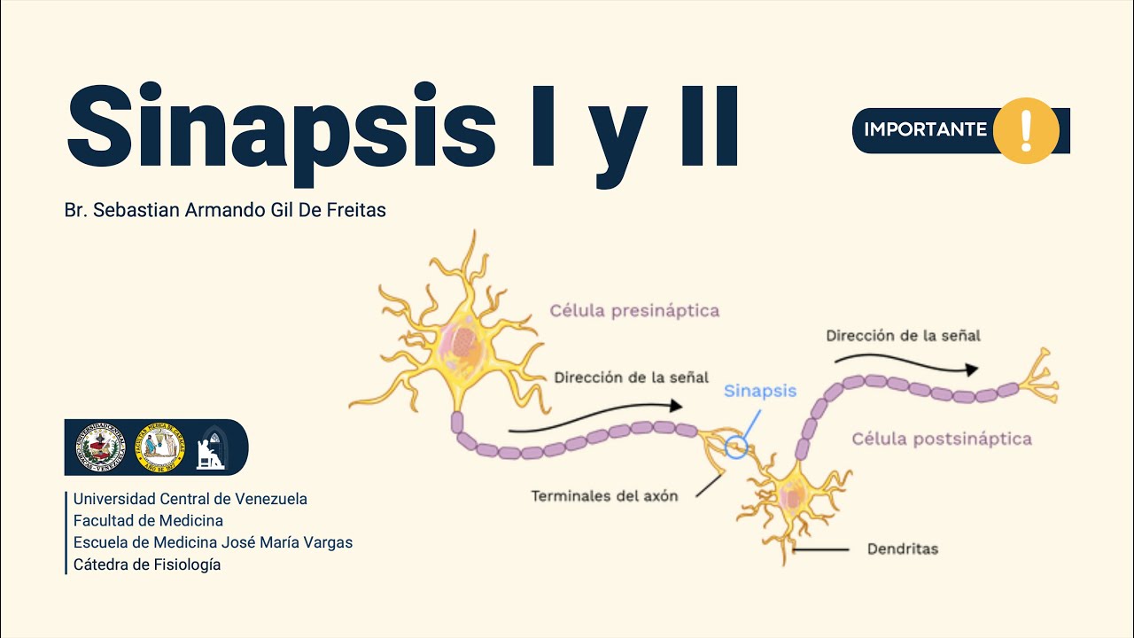 Sinapsis I y II - Preparador: Sebastian Gil