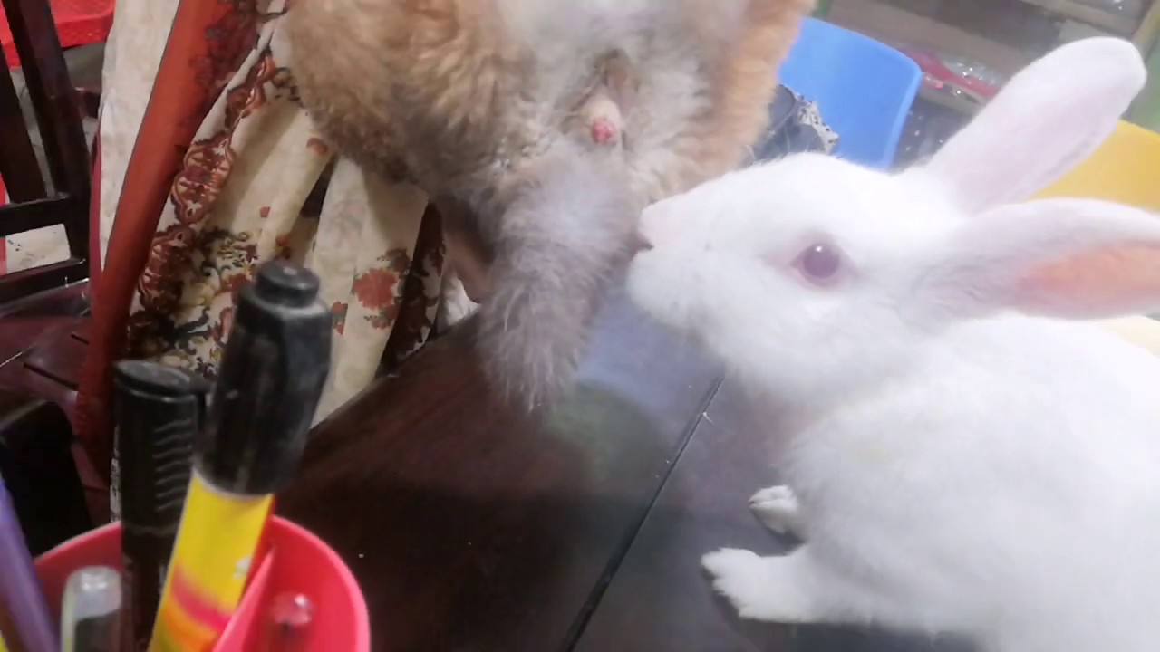 Rabbit Clinic Vlog Rabbit Healthcare Clinic Dr. Sagir's Pet Clinic