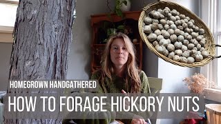 How to Forage Wild Hickory Nuts by Homegrown Handgathered 14,557 views 6 months ago 10 minutes, 46 seconds