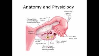 Medical Terminology Reproductive System