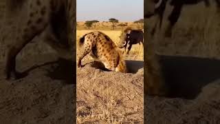 Warthog Knocks Hyena Into Burrow 😳🐗