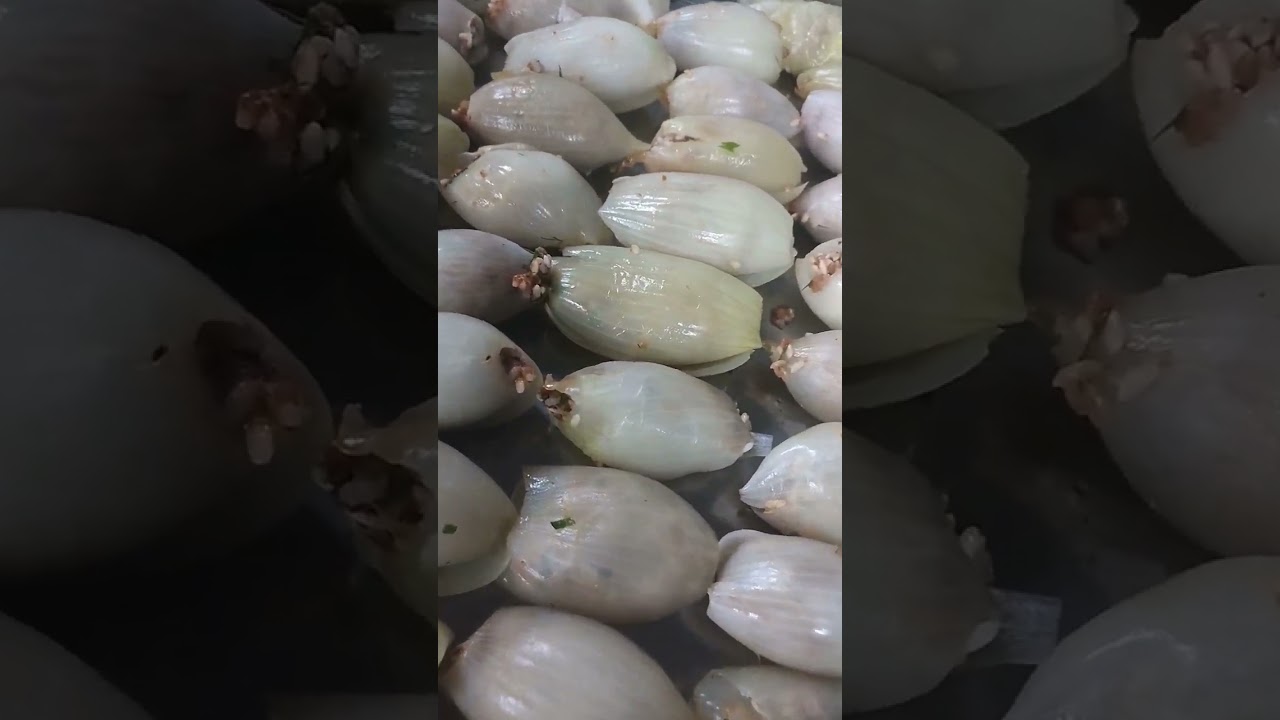 SOĞAN DOLMASI:#obirusta#gastronomi#chef#yemektarifi#foodie#cooking#pıratikyemekler#evdeyemek