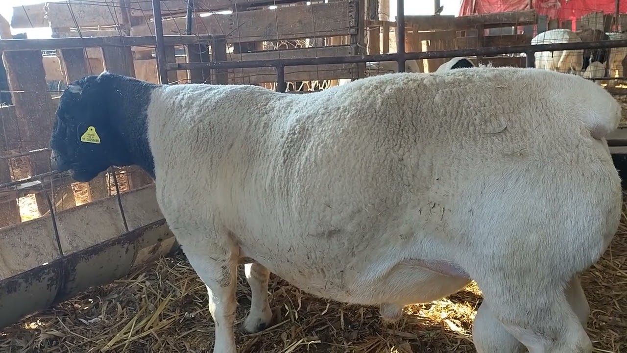 Las líneas genéticas en dorper.