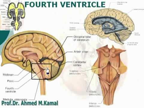 25 fourth ventricle الدكتور أحمد كمال neuroanatomy 25 cxt fourth ventricle