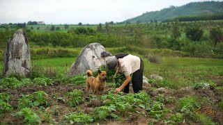 Cây Cóc Chua Sau Nhà Ba Trồng Năm Nào, An Nấu Món Ngon Ngày Hè.