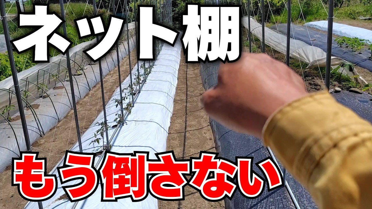 【家庭菜園】台風でも微動だにしない最強棚の作り方!この立て方にしてからは、強風でも安心していられる