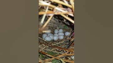 java sparrow breeding progress || first time keeping java finch|| 2 pairs albino java