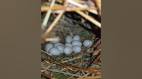 java sparrow breeding progress || first time keeping java finch|| 2 pairs albino java