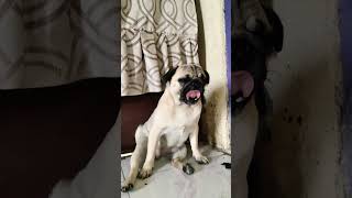new song #music dog fun