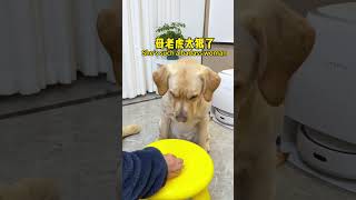 【旺仔很忙🐶Wangzai Is Busy】这狗子多少是有点眼力劲儿的This Dog Has A Bit Of Insight.