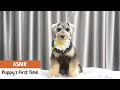 AWWW! Puppy&#39;s First Grooming Experience | ASIAN CUTE DOGS