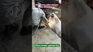 📹 Туйида Келни Тепага Чкарип Нима😱