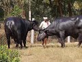 India Top Bulls "LDF" Daara & Sikander enjoy friendly fight with each other...