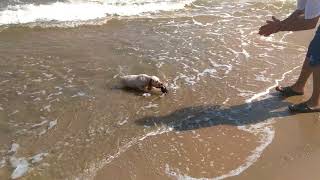 Karadeniz setter av köpeği eğitimi