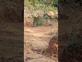 Peacock 🦚 displaying at KBR National Park Hyderabad #shorts #birds #animals #nature #peacock #kbr