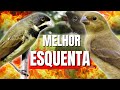 🟢MELHOR CANTO PAPACAPIM TUITUI PARA ESQUENTAR PAPACAPIM🟢🟢ÁUDIO COM PIADO DE FÊMEA DE PAPA CAPIM🟢