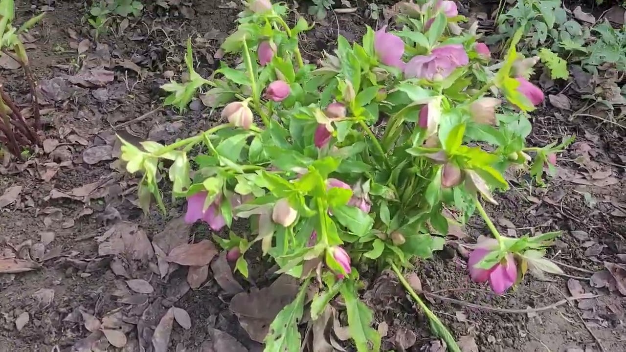 🌼 ВЕСНА ПРИШЛА / ПЕРВЫЕ ЦВЕТЫ/ МОРОЗНИКИ 🌸