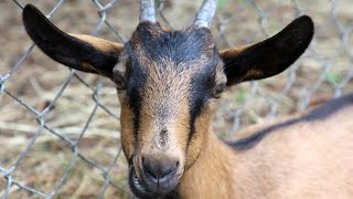 G.O.A.T. in Staten Island? New York City indeed has goats.
