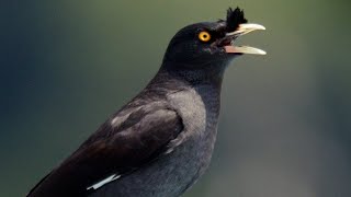 Bird Sounds, Crested Myna Sound Effect | Acridotheres cristatellus |Som de Myna com crista | thaat screenshot 4