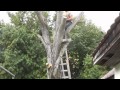 Öreg fa kivágása