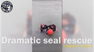 Dramatic seal rescue by British Divers Marine Life Rescue 1,762 views 3 years ago 1 minute, 28 seconds