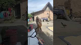Download Lagu Mbah Rom jemur jagung MP3 Download Lagu Mbah Rom jemur jagung MP3