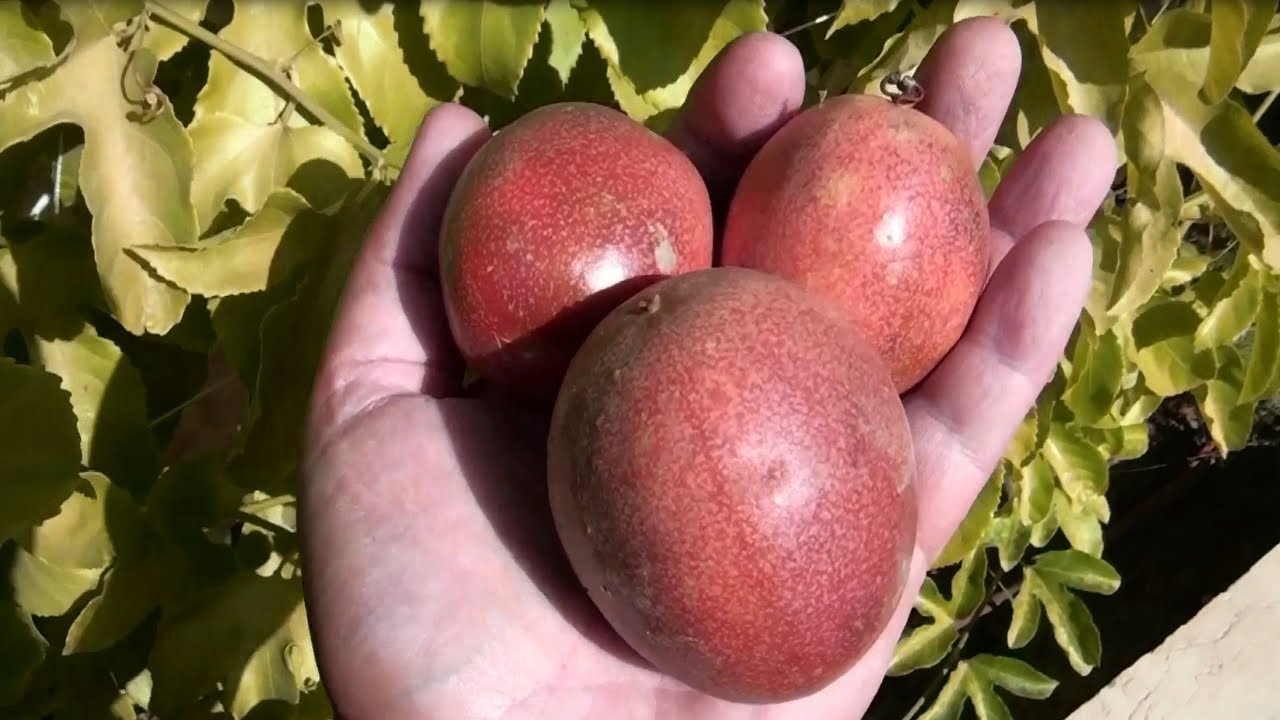 Passiflora edulis - my experience