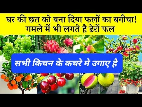 किचन के कचरे मे लगाए फलो के पौधे छत नही यह है फलो का बगीचा आप भी लगाए