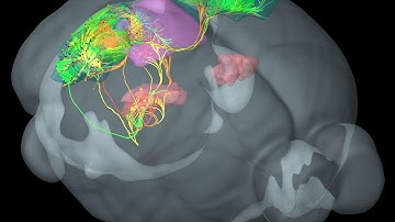 Fueling Discovery: Allen Mouse Brain Connectivity Atlas