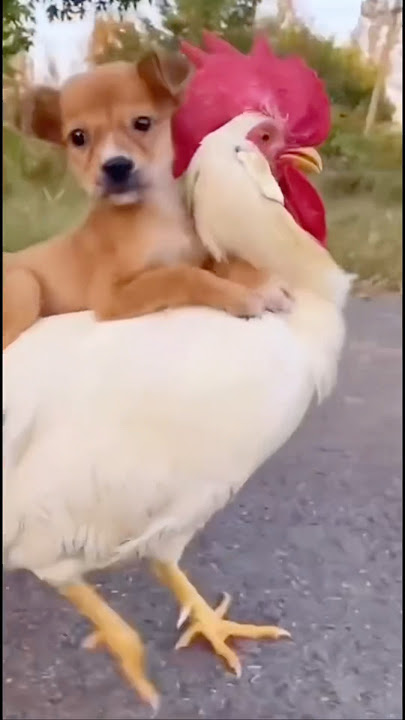 Funny Dog Riding a Chicken #shortvideo #comedy #funny