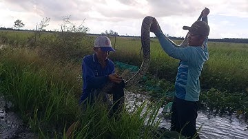 Rắn Khủng Chạy Vào Lú Trên Cánh Đồng Hoang.Góc Làng Quê #619