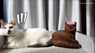 The First Time Cherry Met Pudding...It Didn’t Go Well | Brown Cat
