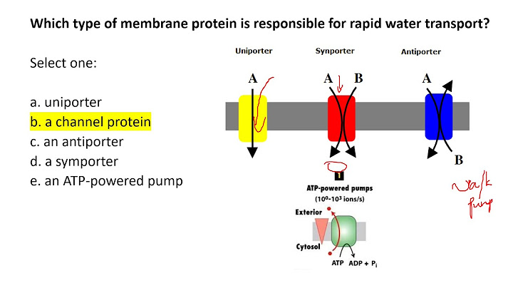 Molecules cross cell membrane diagram answers