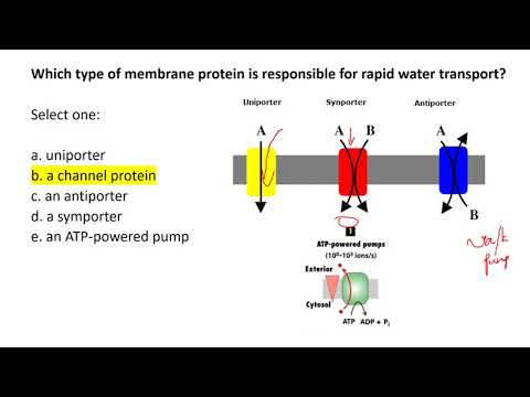 Video: Kāpēc fosfolipīdi šūnu membrānas viktorīnā veido divslāni?