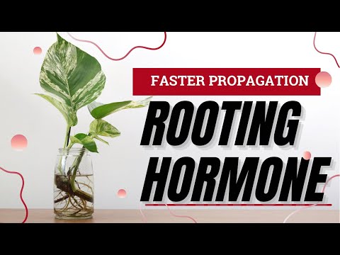 Video: Stimulator rooting: saran dari tukang kebun