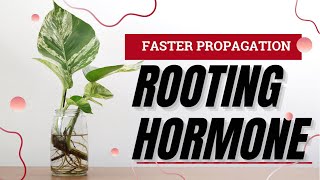 The Complete Guide To Rooting Hormones For Plant Propagation. The Science Behind DIY Vs. Bottled.