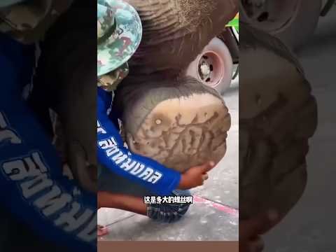 हाथी चला गर्लफ्रेंड के साथ गुलछर्रे उड़ाने 😱 ८ mini wood toy woodworking art skill #shortsvideo #yt