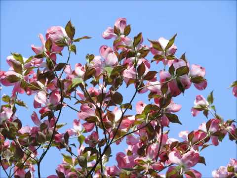 ハナミズキ・井上一平編曲カラピアノ（MIDI）