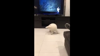 Fluffy Puppy Trying To Catch His Own Tail
