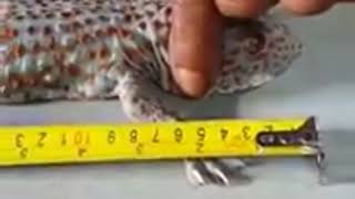 Viral Tokek dengan harga 10 Milyar di Magelang ( kaya mendadak )