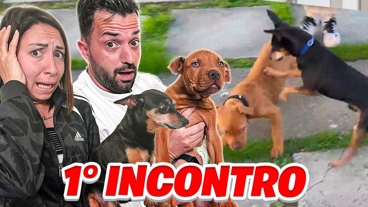 IL NOSTRO NUOVO CUCCIOLO DI CANE ROCKY INCONTRA PER LA PRIMA VOLTA E LITIGA E MORDE PALLINO!