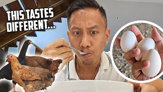 Taste Testing Our First Home Grown Eggs | Vlog #1705 by Mikey Bustos Vlogs 51,863 views 3 months ago 54 minutes