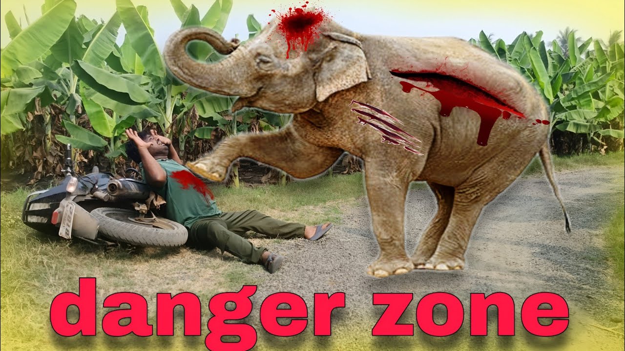 Elephant attack on pulsar bike man! Elephant attacks 