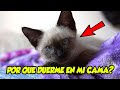 Como y Por Que los Gatos Duermen en mi Cama Explicado