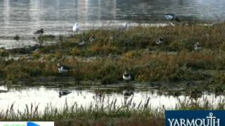 Lapwing song screenshot 5