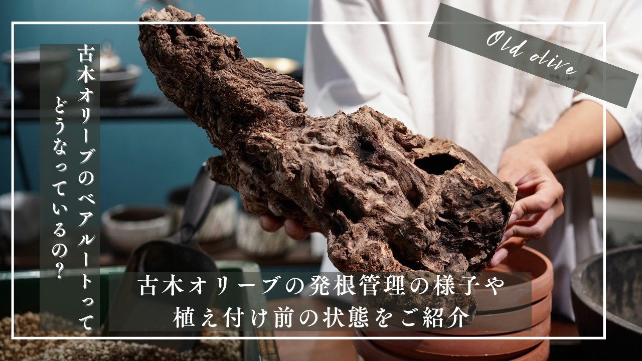 古木オリーブの発根管理の様子や植え付け前の状態をご紹介 - YouTube